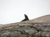 Zeehond net buiten op volle zee